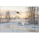 Flirting With The Tree Tops - Christmas Cards (Pk 10)